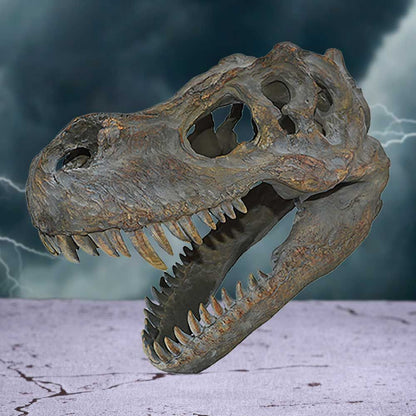 Tyrannosaurus Rex Skull Small 39.5cm B/strap